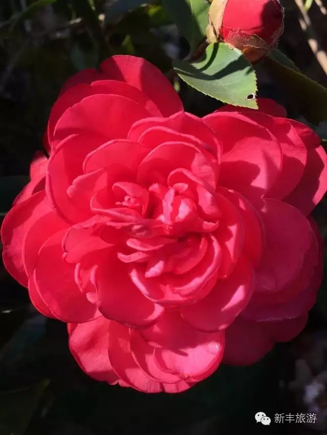 新丰樱花峪旅游攻略_新丰樱花峪好玩吗_新丰樱花峪的门票