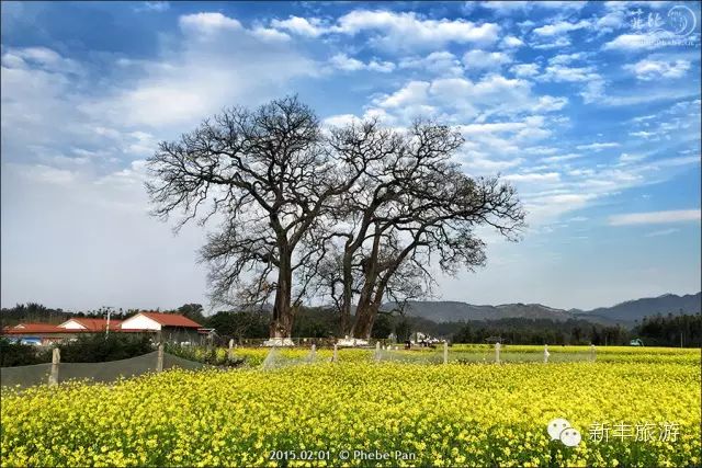 新丰樱花峪好玩吗_新丰樱花峪旅游攻略_新丰樱花峪的门票
