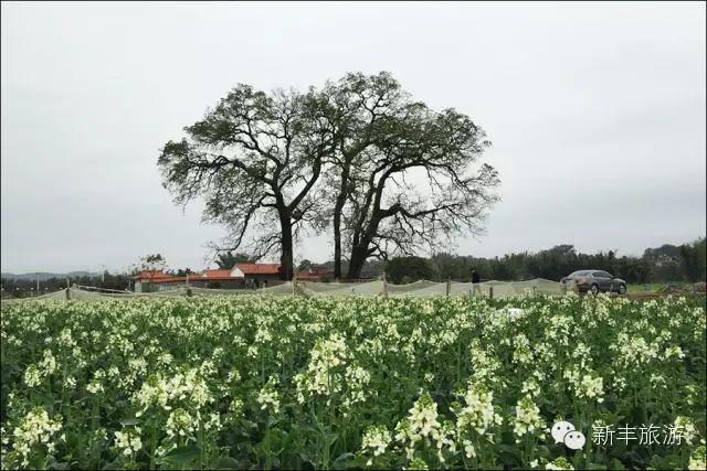新丰樱花峪旅游攻略_新丰樱花峪的门票_新丰樱花峪好玩吗