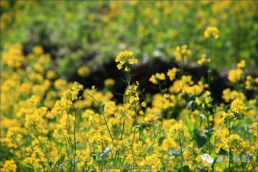 新丰樱花峪好玩吗_新丰樱花峪旅游攻略_新丰樱花峪的门票