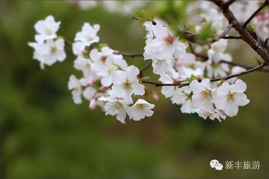 新丰樱花峪的门票_新丰樱花峪好玩吗_新丰樱花峪旅游攻略