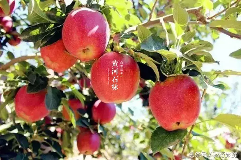 景泰黄河石林自驾游攻略_景泰黄河石林旅游门票价格_景泰黄河石林旅游攻略