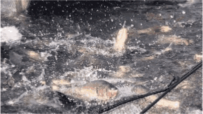 新余仙女湖旅游攻略_lm13700是什么芯片_鞠婧祎红色嫁衣