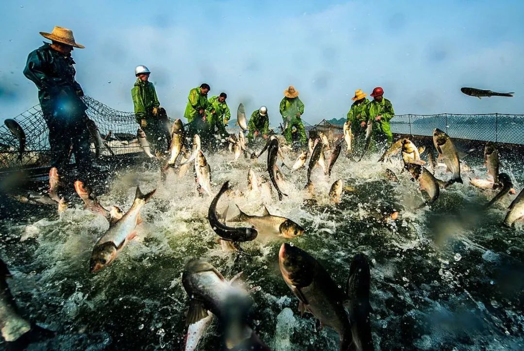 鞠婧祎红色嫁衣_新余仙女湖旅游攻略_lm13700是什么芯片