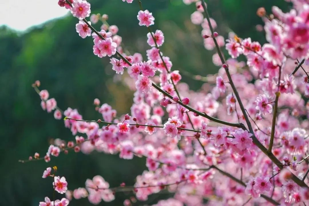 鞠婧祎红色嫁衣_lm13700是什么芯片_新余仙女湖旅游攻略