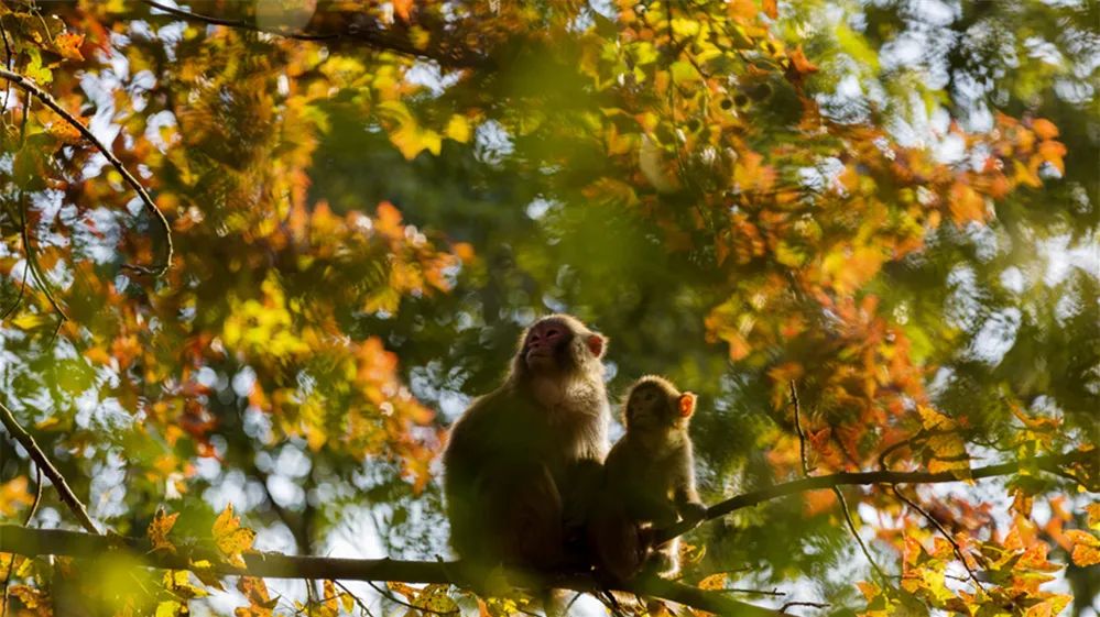 lm13700是什么芯片_新余仙女湖旅游攻略_鞠婧祎红色嫁衣