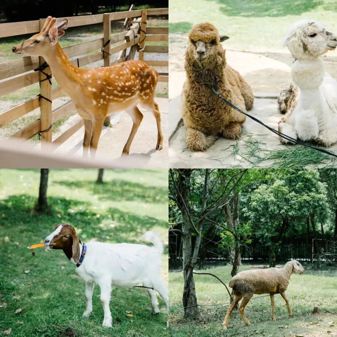 lm13700是什么芯片_鞠婧祎红色嫁衣_新余仙女湖旅游攻略