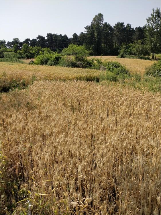 西安到华山旅游攻略_西安华山攻略旅游攻略_西安五天旅游攻略