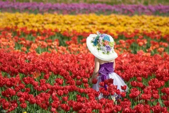 荷兰哈勒姆旅游攻略-荷兰北荷兰省哈勒梅尔米尔