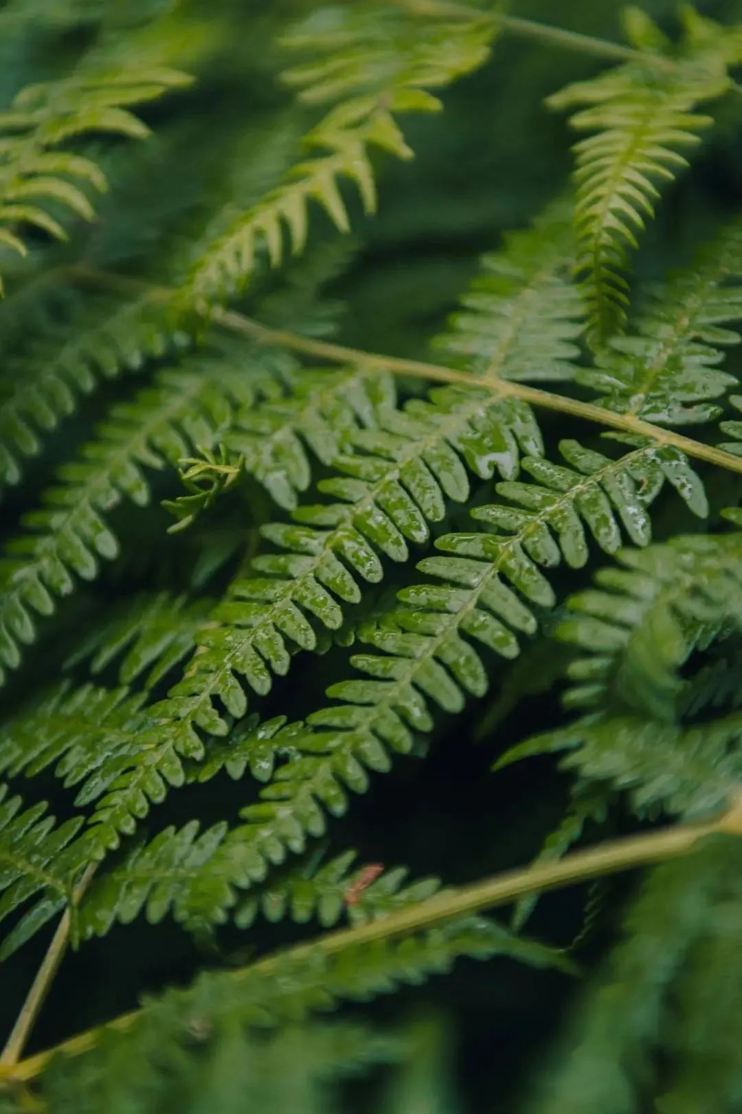 时尚家居饰品-饰品生活家居馆(图67) 家居饰品风格_饰品生活家居馆_时尚家居饰品