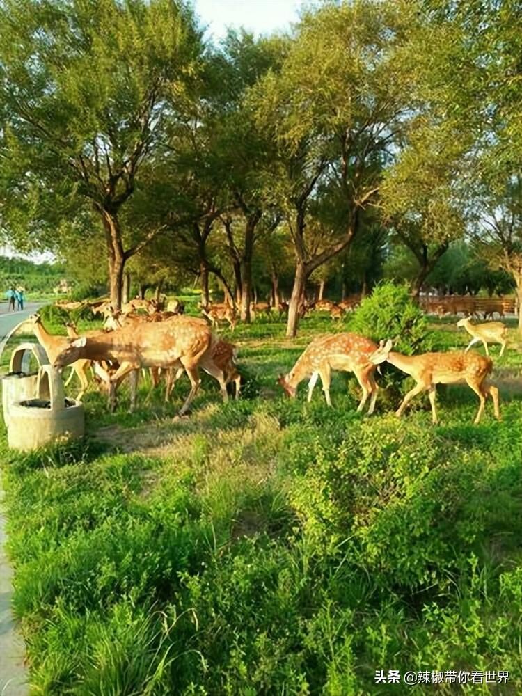 包头距离锡林郭勒多远_包头到锡林郭勒草原旅游攻略_从包头到锡林郭勒开车多长时间