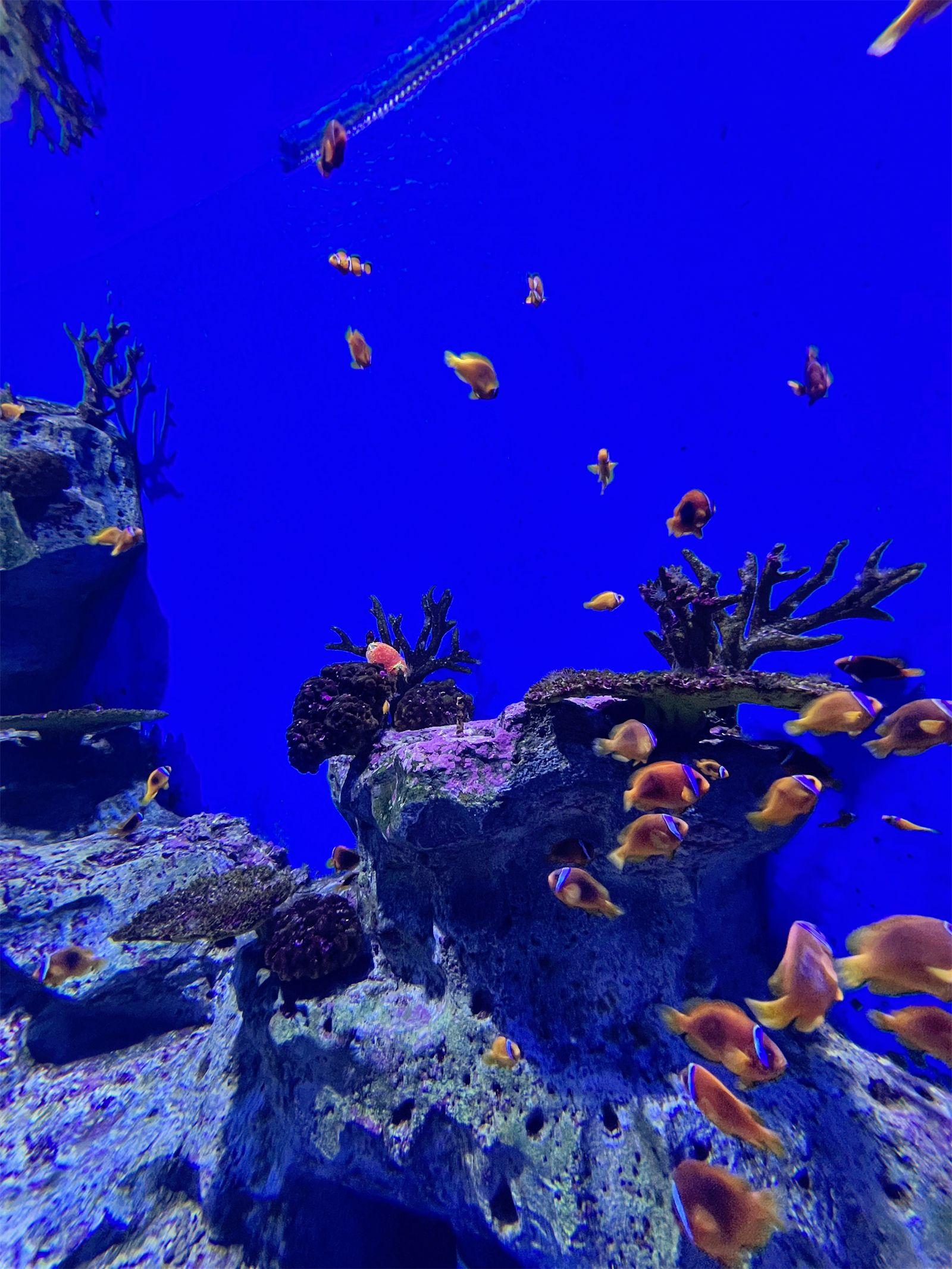 海洋公园旅游攻略-海洋公园(图2) 海洋公园旅游攻略_海洋公园_海洋公园景点