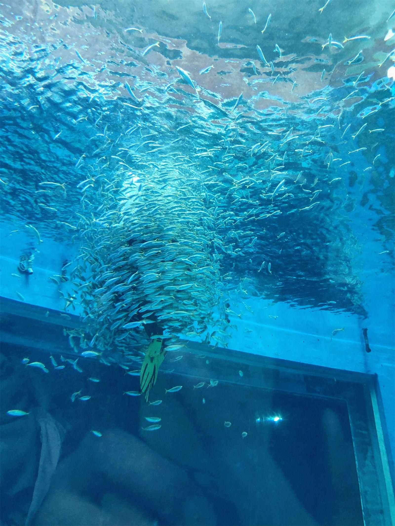 海洋公园旅游攻略-海洋公园(图4) 海洋公园_海洋公园旅游攻略_海洋公园景点