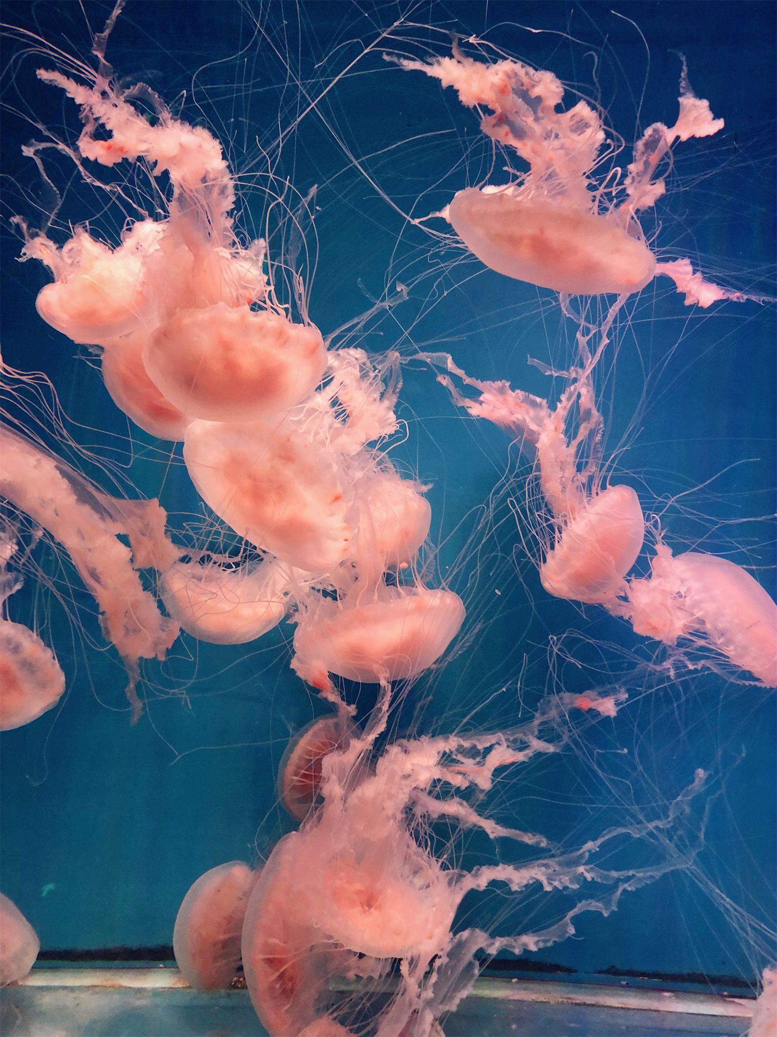 海洋公园旅游攻略-海洋公园(图7) 海洋公园景点_海洋公园旅游攻略_海洋公园