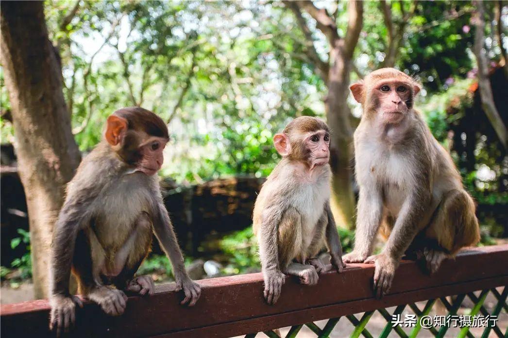 海南博鳌旅游攻略-海南博鳌旅游攻略必去景点(图36) 海南博鳌游玩攻略_海南博鳌旅游攻略必去景点_海南博鳌旅游攻略