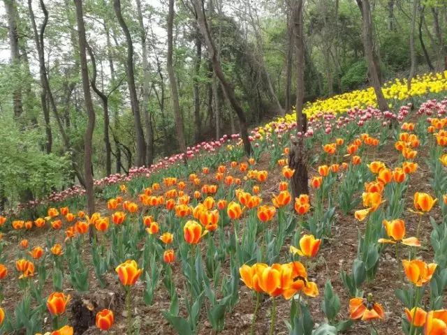 西安太平森林公园旅游攻略-西安太平森林公园怎么样(图11) 西安太平森林公园怎么样_西安太平森林公园好玩吗_西安太平森林公园旅游攻略