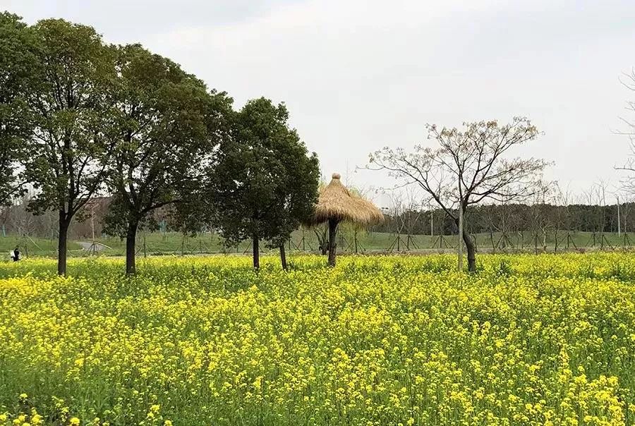 上海 佘山旅游攻略-上海佘山游玩攻略(图23) 上海佘山游玩攻略_上海 佘山旅游攻略_上海攻略旅游佘山路线