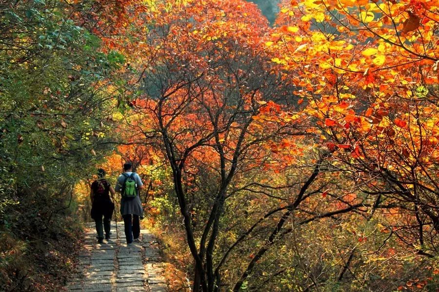 洛阳到青天河风景区旅游攻略-洛阳青天河好玩吗(图11) 洛阳到青天河一日游_洛阳到青天河风景区旅游攻略_洛阳青天河好玩吗