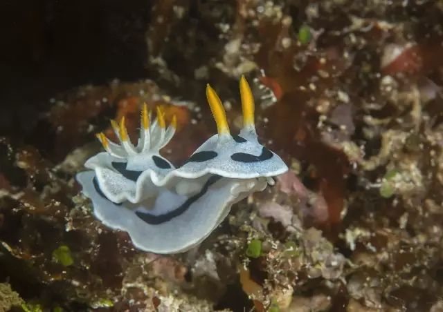 印尼苏拉威西自由行旅游攻略_印尼苏拉威西岛最新疫情_印尼苏拉威西岛疫情最新消息