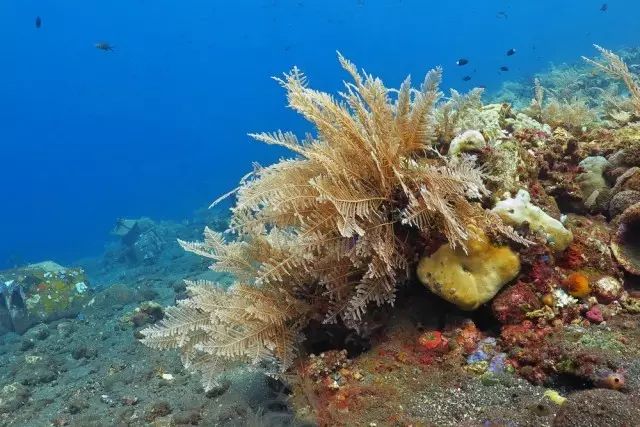 印尼苏拉威西岛疫情最新消息_印尼苏拉威西自由行旅游攻略_印尼苏拉威西岛最新疫情