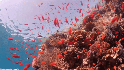 印尼苏拉威西岛最新疫情_印尼苏拉威西岛疫情最新消息_印尼苏拉威西自由行旅游攻略