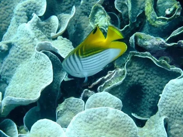 印尼苏拉威西岛最新疫情_印尼苏拉威西岛疫情最新消息_印尼苏拉威西自由行旅游攻略