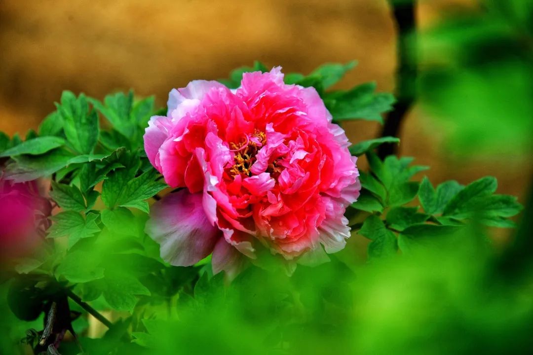 洛阳青天河好玩吗_洛阳到青天河风景区旅游攻略_青天河洛阳旅游年票能用吗