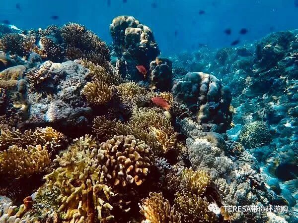 印尼西苏拉威西_印尼苏拉威岛_印尼苏拉威西自由行旅游攻略