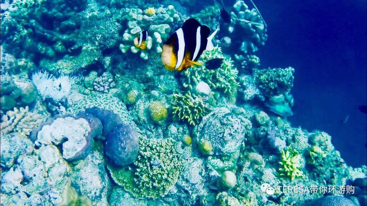 印尼苏拉威西自由行旅游攻略_印尼苏拉威岛_印尼西苏拉威西