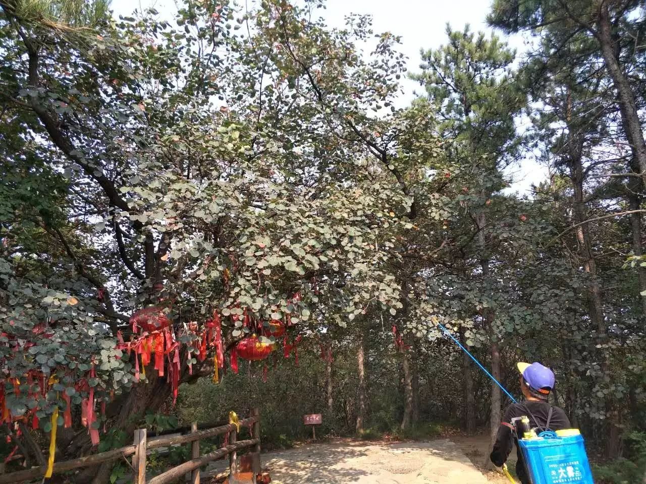 洛阳青旅旅游线路_洛阳到青天河风景区旅游攻略_洛阳青天河风景区在哪