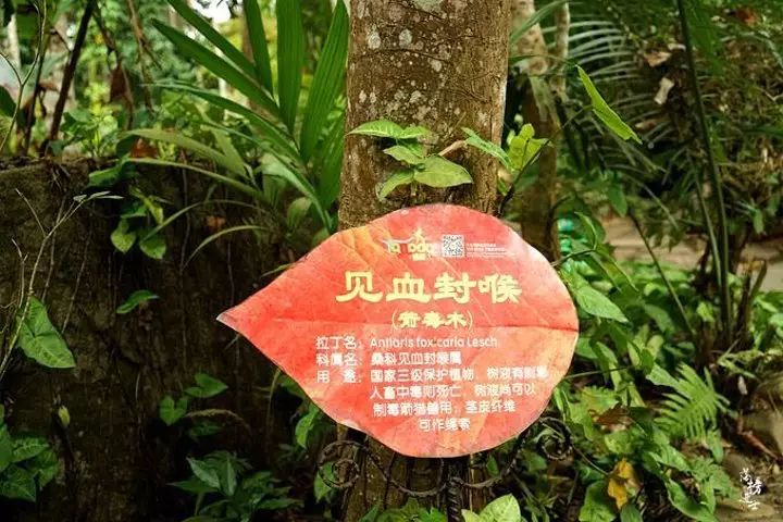 三亚旅游景点呀诺达_三亚呀诺达自由行攻略_三亚呀诺达旅游攻略