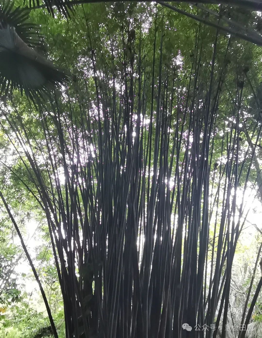 三亚亚诺达景区_三亚呀诺达旅游攻略_三亚呀诺达自由行攻略