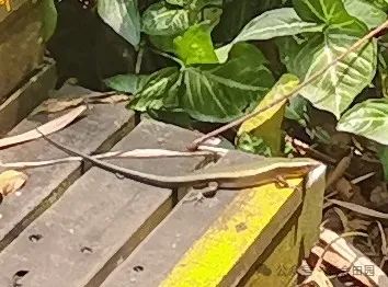 三亚呀诺达旅游攻略_三亚亚诺达景区_三亚呀诺达自由行攻略