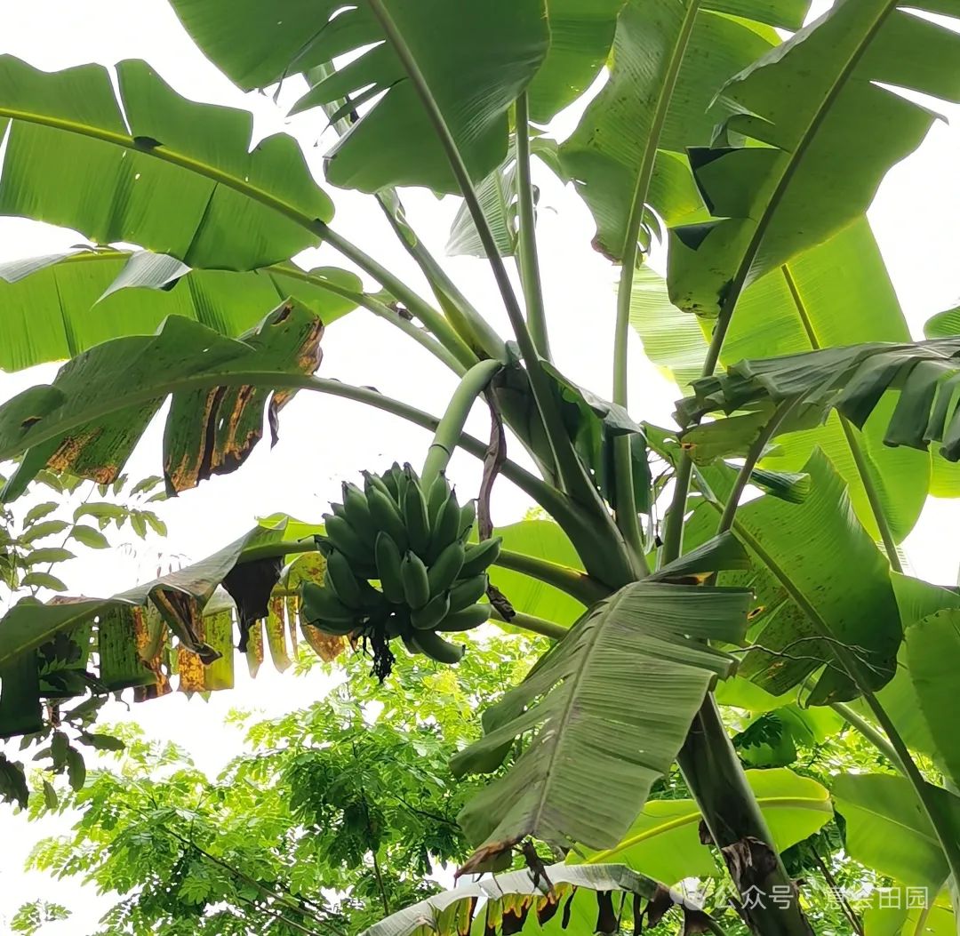 三亚呀诺达旅游攻略_三亚亚诺达景区_三亚呀诺达自由行攻略