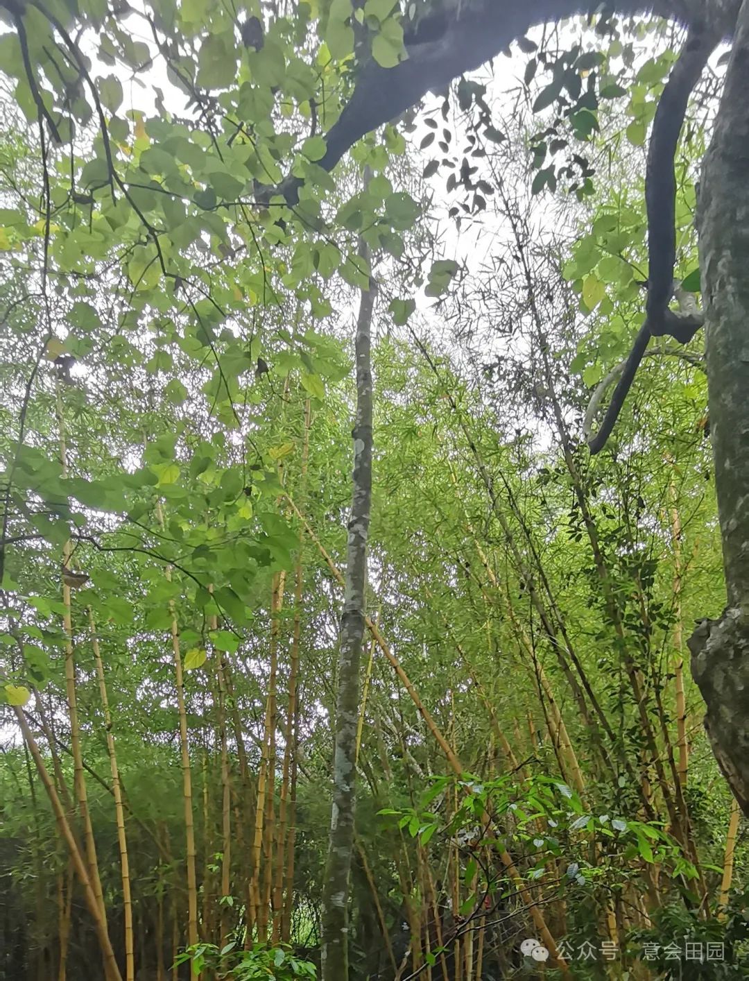 三亚亚诺达景区_三亚呀诺达自由行攻略_三亚呀诺达旅游攻略