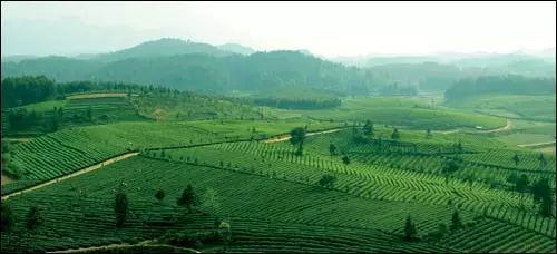 贵州的妥乐村_贵州妥乐村旅游攻略_贵州妥乐古银杏风景区图片