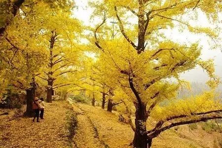 贵州妥乐古银杏风景区图片_贵州妥乐村旅游攻略_贵州的妥乐村