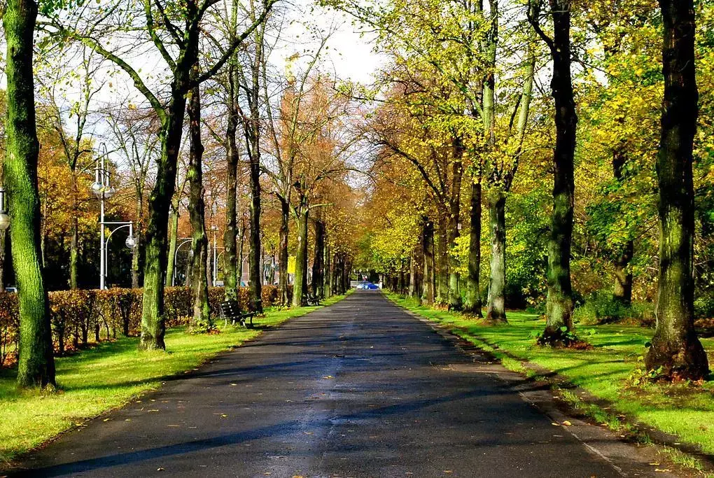 德国黑森林怎么去_德国森林_德国黑森林旅游攻略