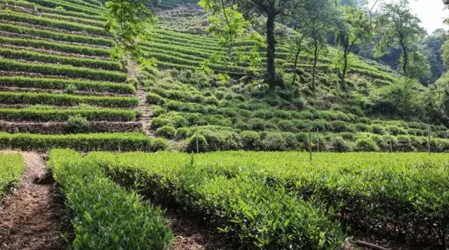 乌镇的旅游攻略_乌镇攻略杭州旅游团_杭州和乌镇旅游攻略