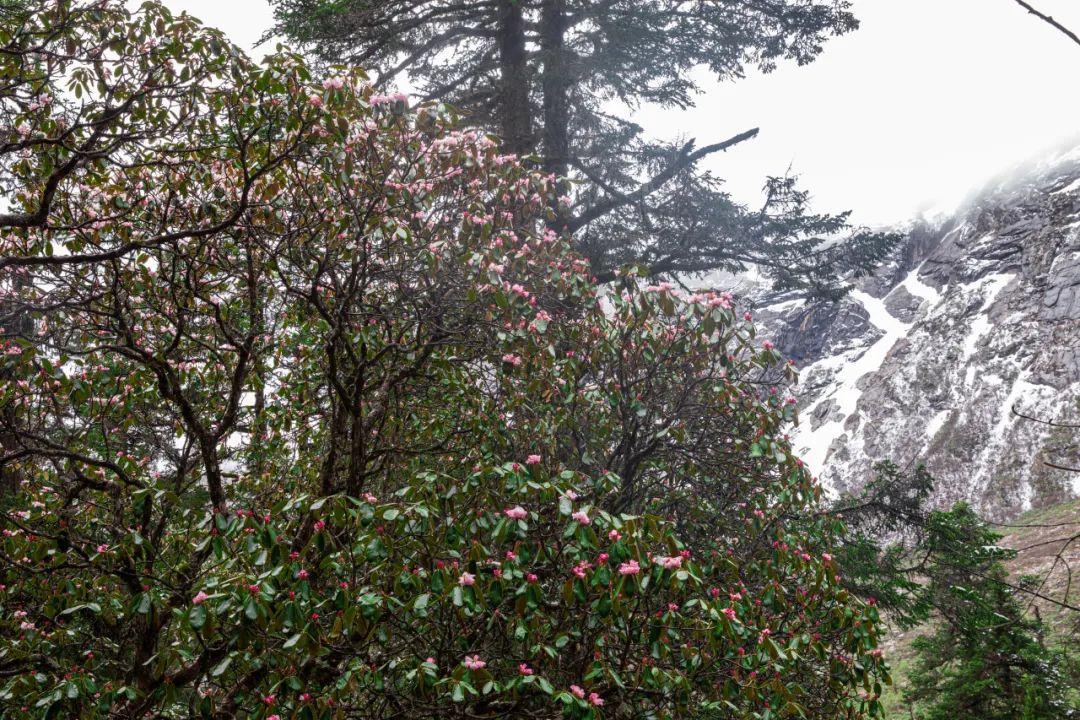 毕棚沟门票2021_毕棚沟旅行攻略_2024毕棚沟旅游攻略