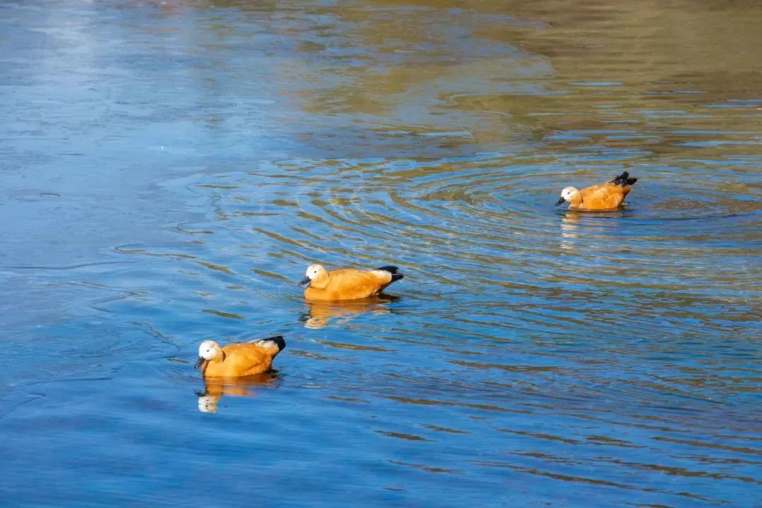 毕棚沟旅行攻略_2020年毕棚沟门票_2024毕棚沟旅游攻略