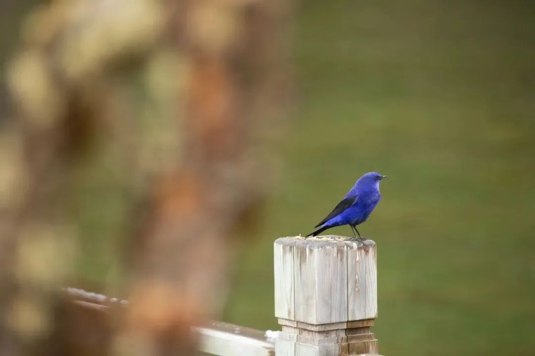 2024毕棚沟旅游攻略_2020年毕棚沟门票_毕棚沟旅行攻略