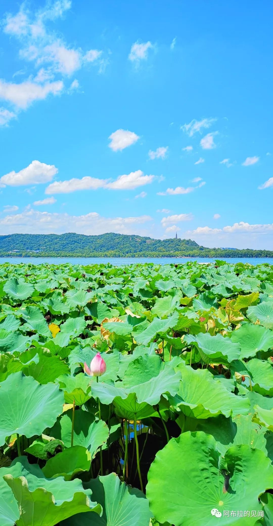 乌镇攻略杭州旅游景点_乌镇攻略杭州旅游团_杭州和乌镇旅游攻略