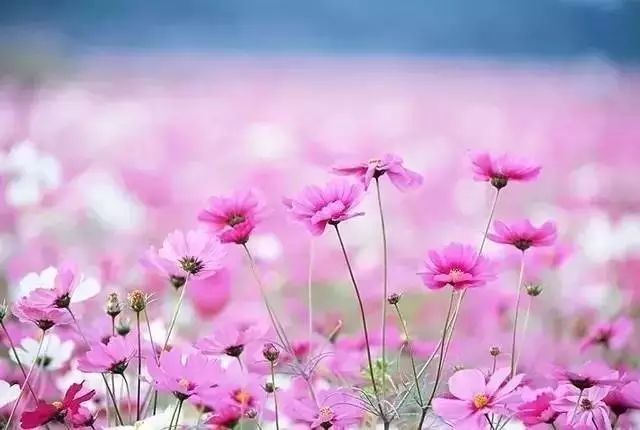 宁波怎么枸杞岛_宁波枸杞岛图片大全_宁波到枸杞岛旅游攻略