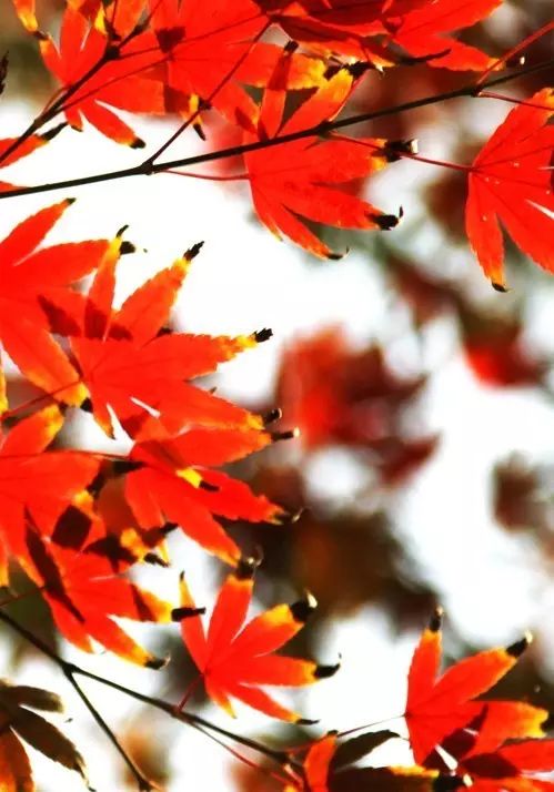 青岛攻略旅游小镇推荐_青岛旅游打卡攻略_小青岛旅游攻略