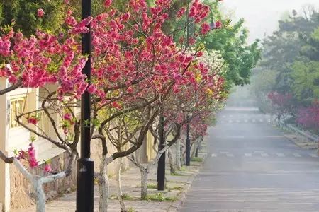 青岛旅游打卡攻略_青岛攻略旅游小镇推荐_小青岛旅游攻略