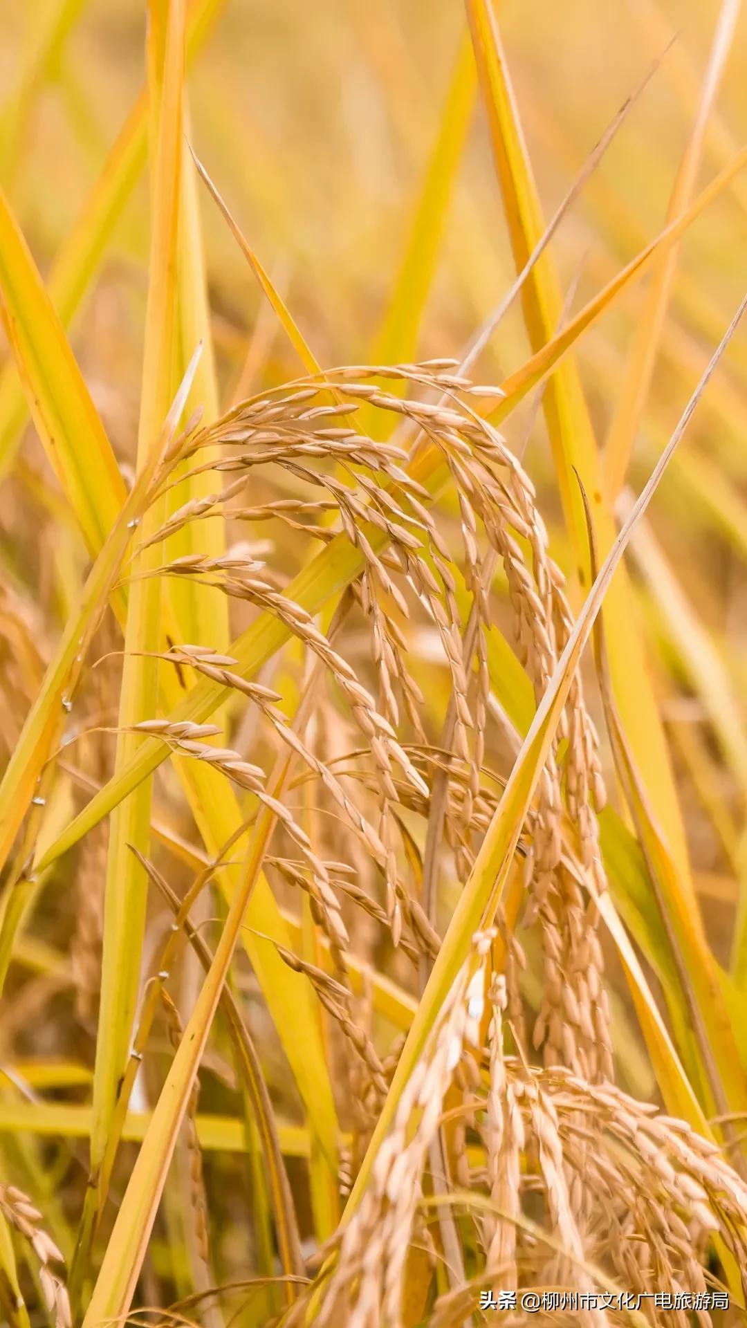 云贵旅游路线_云贵旅游攻略_云贵旅游有哪些好景点