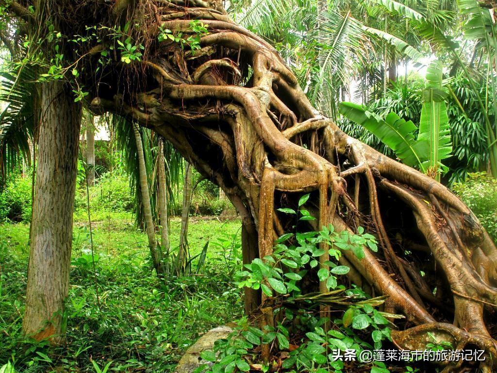 湛江游玩路线_湛江市内游玩攻略_湛江市内旅游攻略