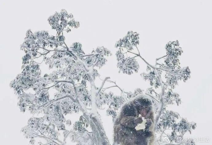 成都到峨眉山乐山旅游攻略_成都到峨眉山乐山旅游攻略_成都到峨眉山乐山旅游攻略