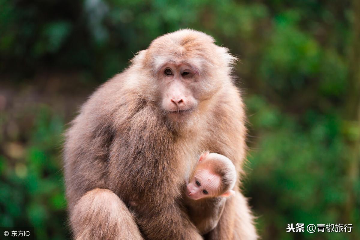 成都到峨眉山乐山旅游攻略_成都峨眉山和乐山一天能玩完吗_成都出发乐山峨眉山两日游